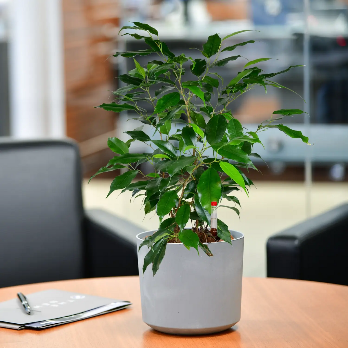 Schöne Jobpflanze für schreibtisch und Büro Benjamini Ficus mit Topf in Betonoptik