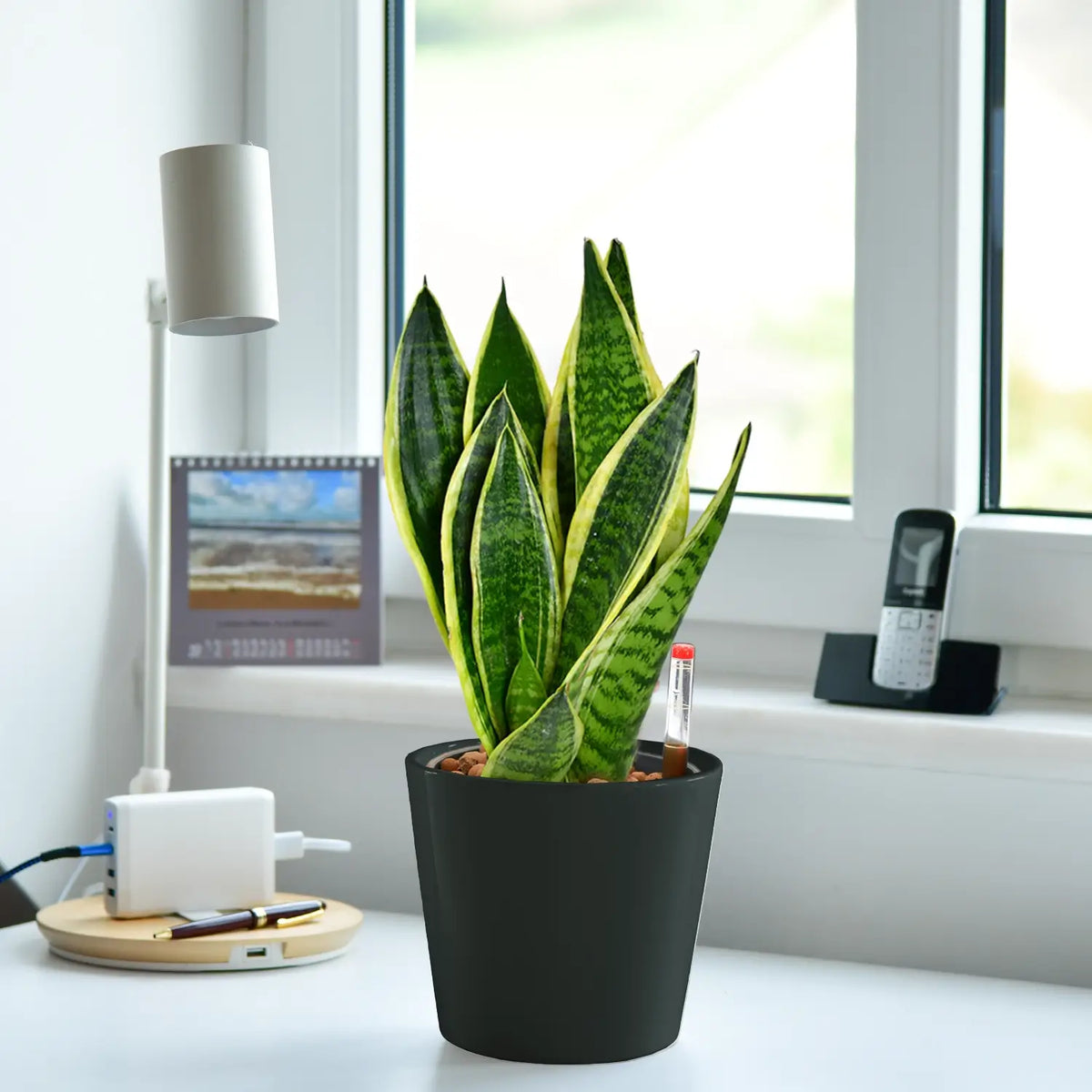 Schicke Schwiegermutterzunge Jobpflanze Bogenhanf Sansevieria für Büro oder Schreibtisch im keramik tara topf anthrazit