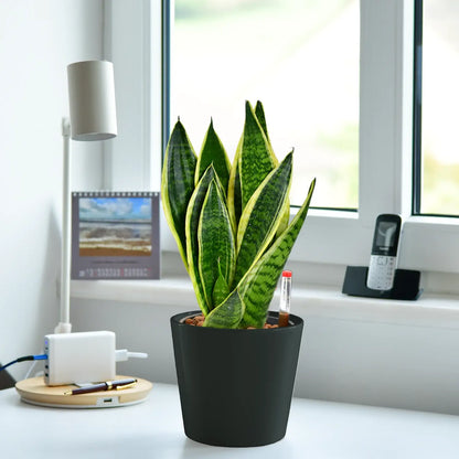 Schicke Schwiegermutterzunge Jobpflanze Bogenhanf Sansevieria für Büro oder Schreibtisch im keramik tara topf anthrazit