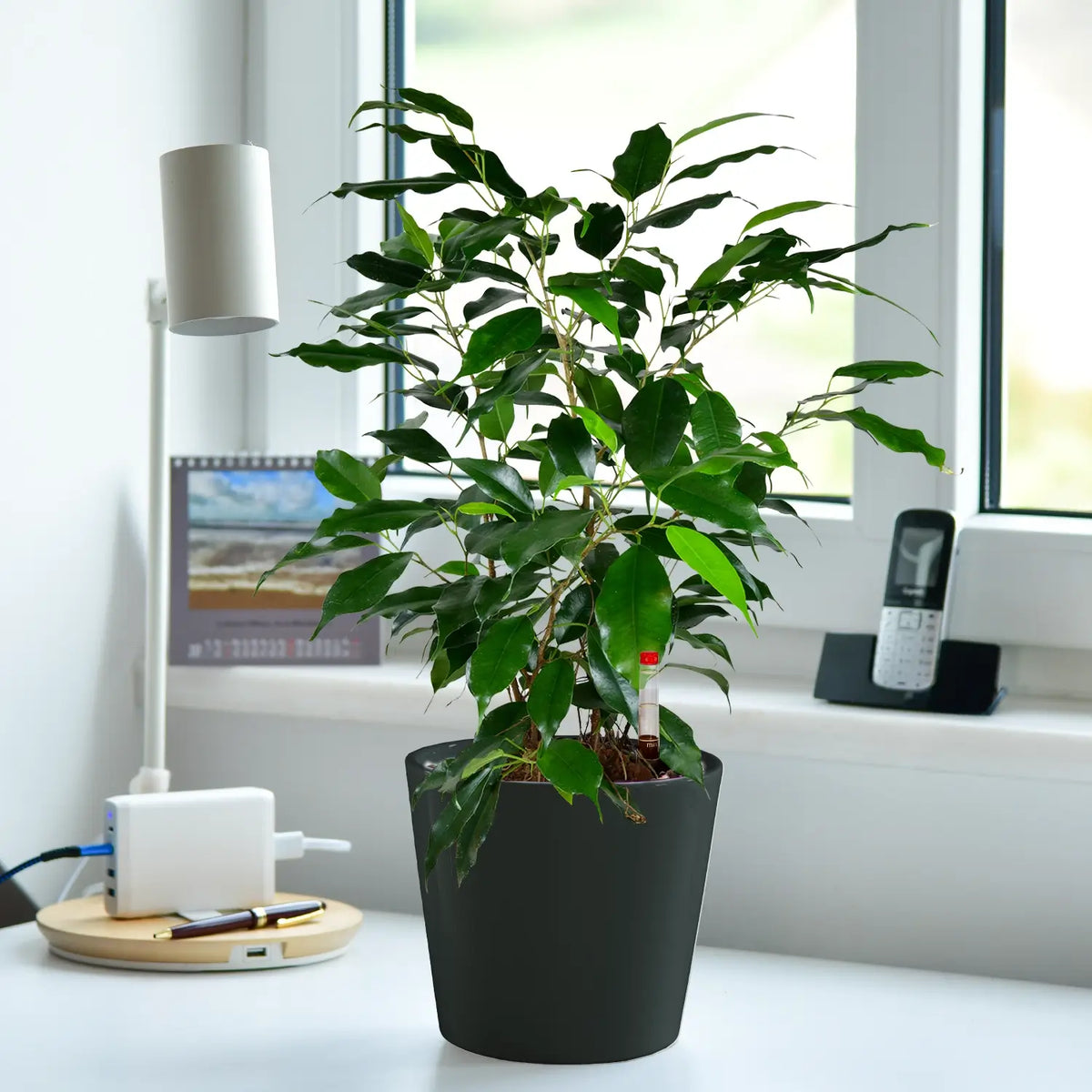 Schöne Jobpflanze für schreibtisch und Büro Benjamini Ficus mit Tara Topf anthrazith