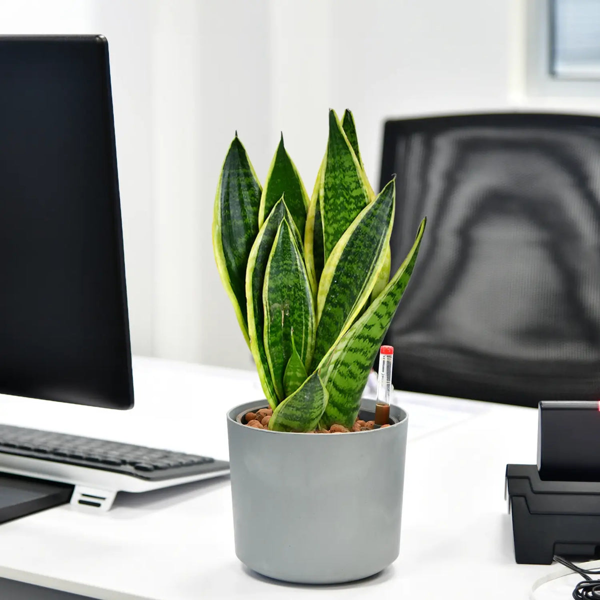 Schicke Schwiegermutterzunge Jobpflanze Bogenhanf Sansevieria für Büro oder Schreibtisch im Betontopf