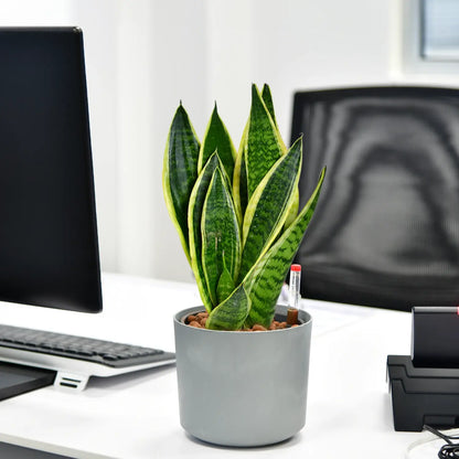 Schicke Schwiegermutterzunge Jobpflanze Bogenhanf Sansevieria für Büro oder Schreibtisch im Betontopf
