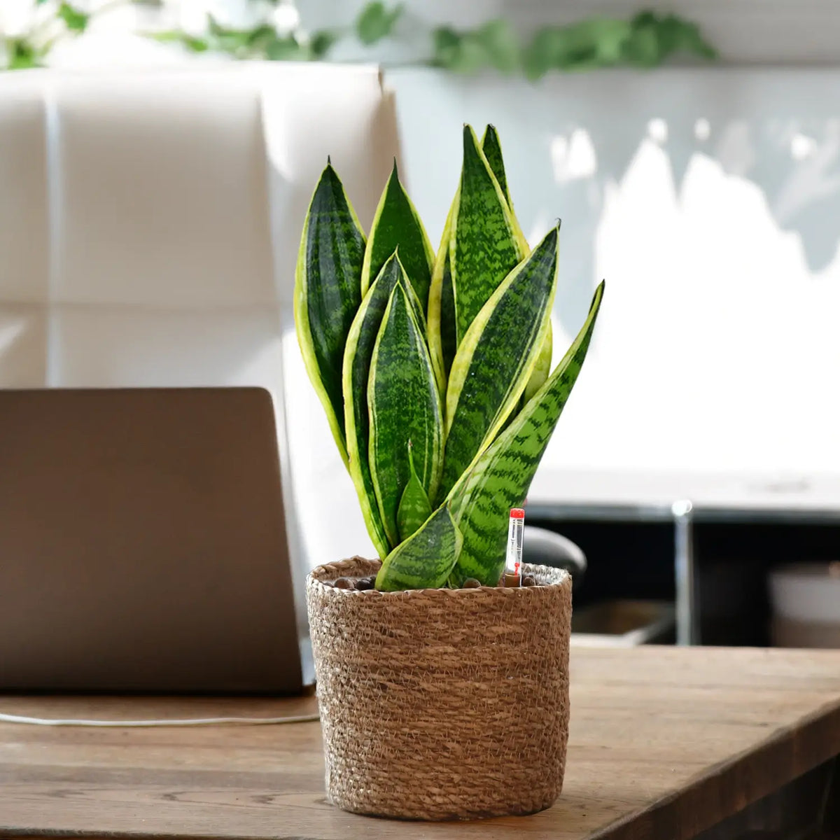 Schicke Schwiegermutterzunge Jobpflanze Bogenhanf Sansevieria für Büro oder Schreibtisch im Seegrastopf