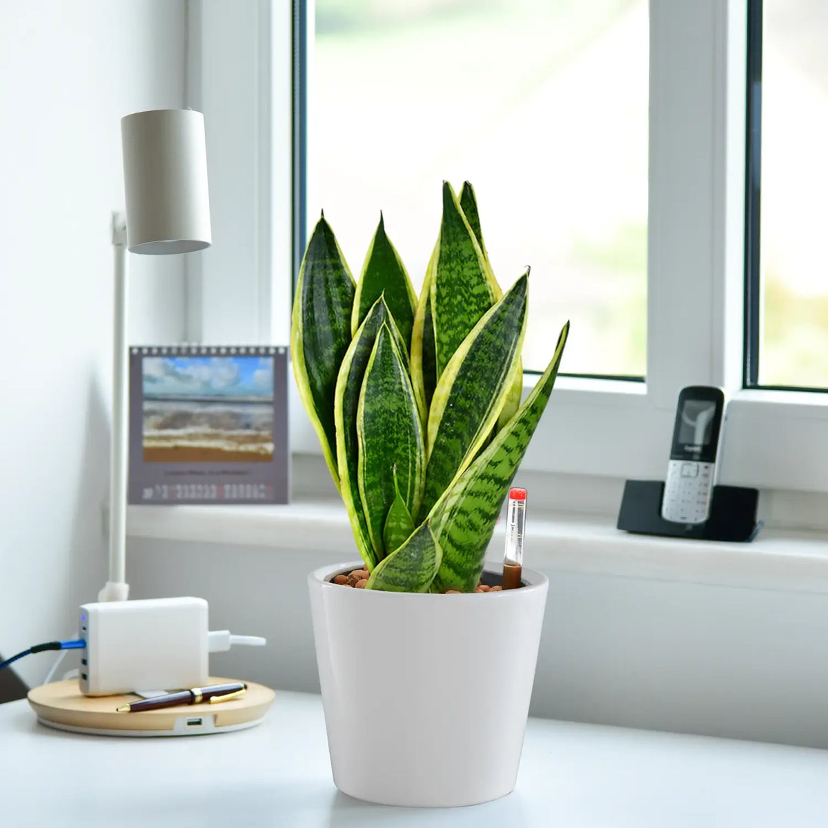 Schicke Schwiegermutterzunge Jobpflanze Bogenhanf Sansevieria für Büro oder Schreibtisch im keramik tara topf weiß