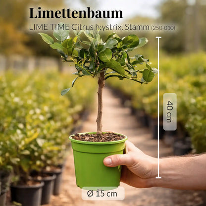kleiner, mediterraner Limettenbaum frisch vom Gärtner