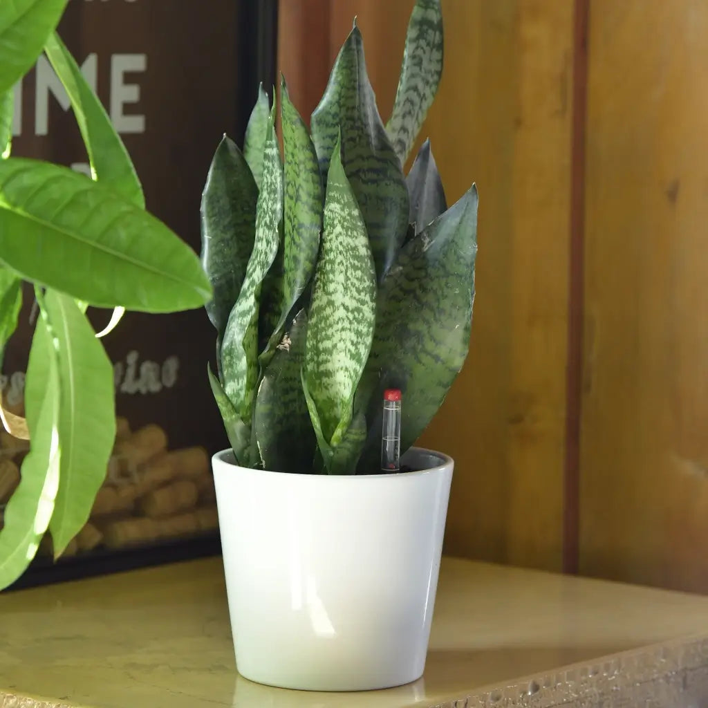 JobPflanze Starke Sansevieria