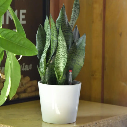 JobPflanze Starke Sansevieria