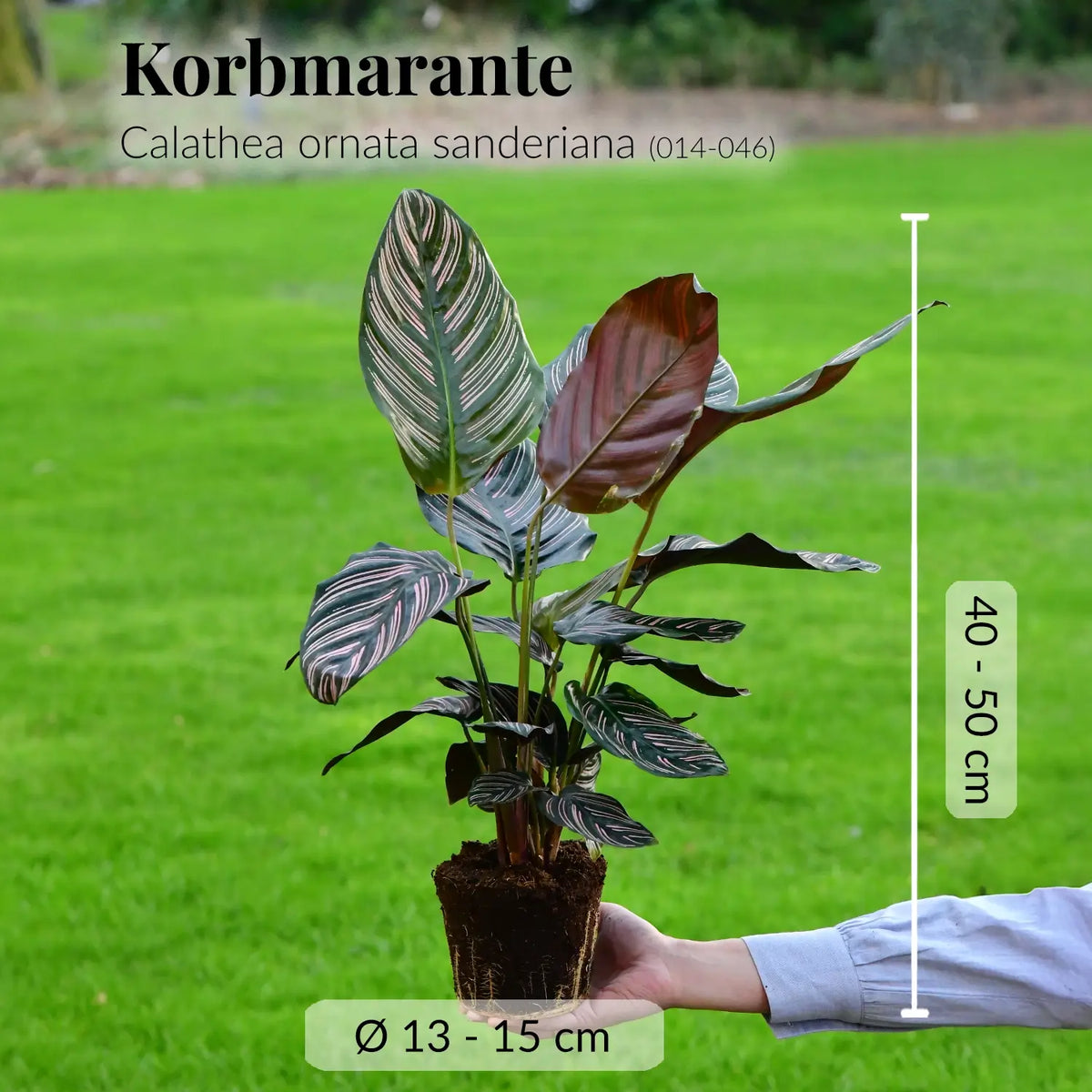 Gesunde, kräftige Calathea Ornata Sanderiana Zimmerpflanze mit Wurzeln direkt beim Gärtner