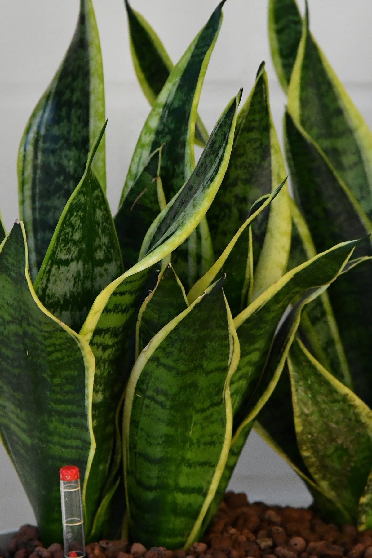 HYDRO SET XL Büropflanze Sansevieria mit hoher Vase in Betonoptik