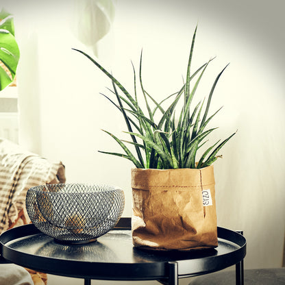 Sansevieria kirkii friends