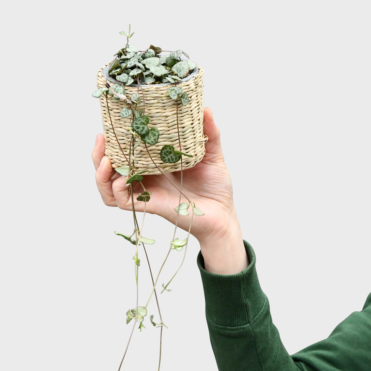Mix & Match Tierfreundliche Babypflanzen