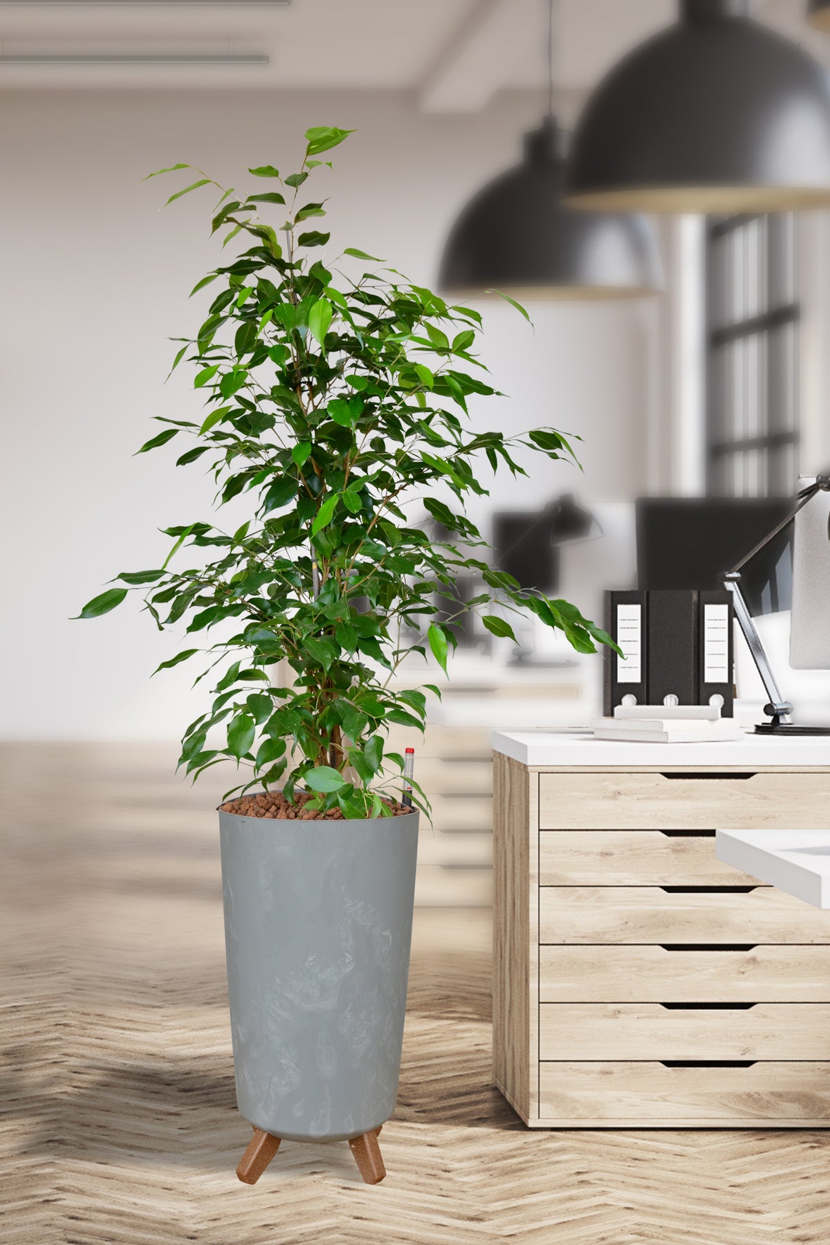 HYDRO SET XL BÜROPFLANZE Ficus Benjamina mit Vase in Betonoptik, 140-150cm