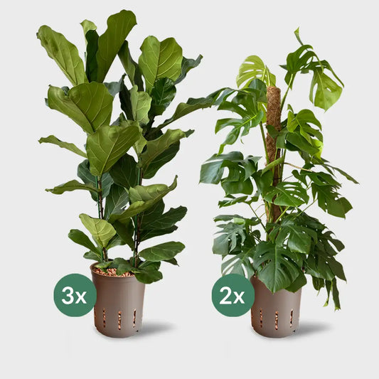 5er Box Hydrokultur Büropflanzen XXL Monstera & Geigenfeige