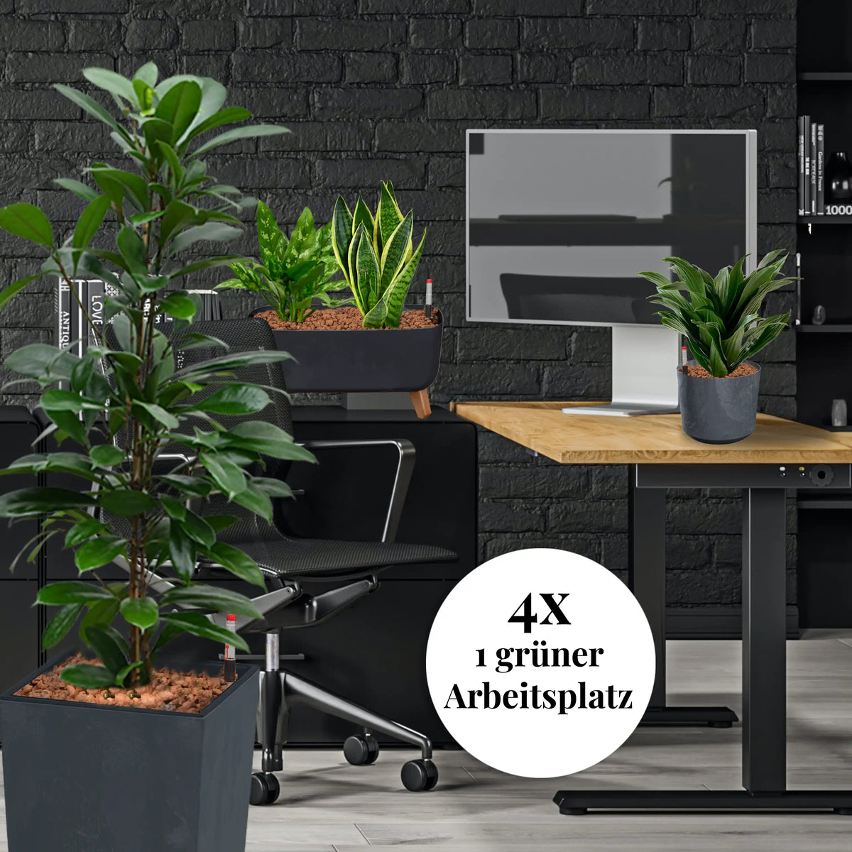 Palettenset Classico-Betonoptik: 16 Büropflanzen in Hydrokultur
