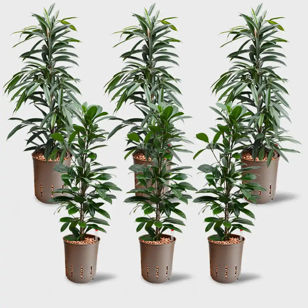 6er Box Hydrokultur Büropflanzen XXL-XL Ficus (3XXL, 3XL)