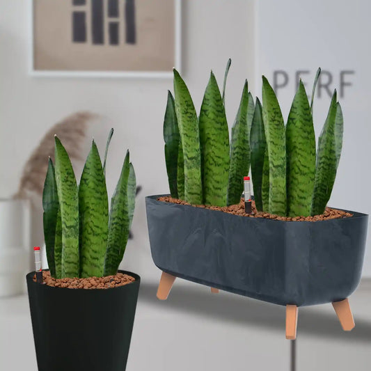 Hydro Büropflanzen Set Sideboard Betonoptik Bogenhanf