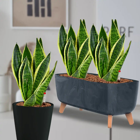 Hydro Büropflanzen Set Sideboard Betonoptik Sansevieria