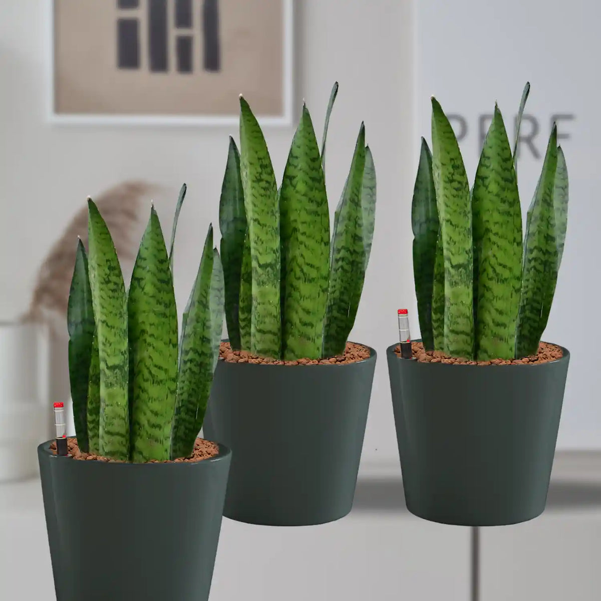 Hydro Büropflanzen 3er Set Sansevieria in Keramiktöpfen