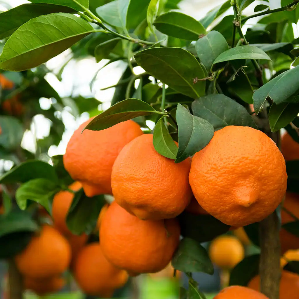 Nahaufnahme von Früchten am Mandarinenbaum in der Gärtnerei