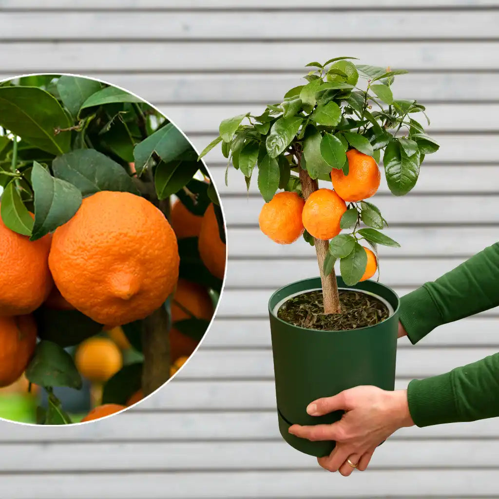 mediterrane Mandarinenpflanze mit Übertopf und Früchten für den Balkon kaufen