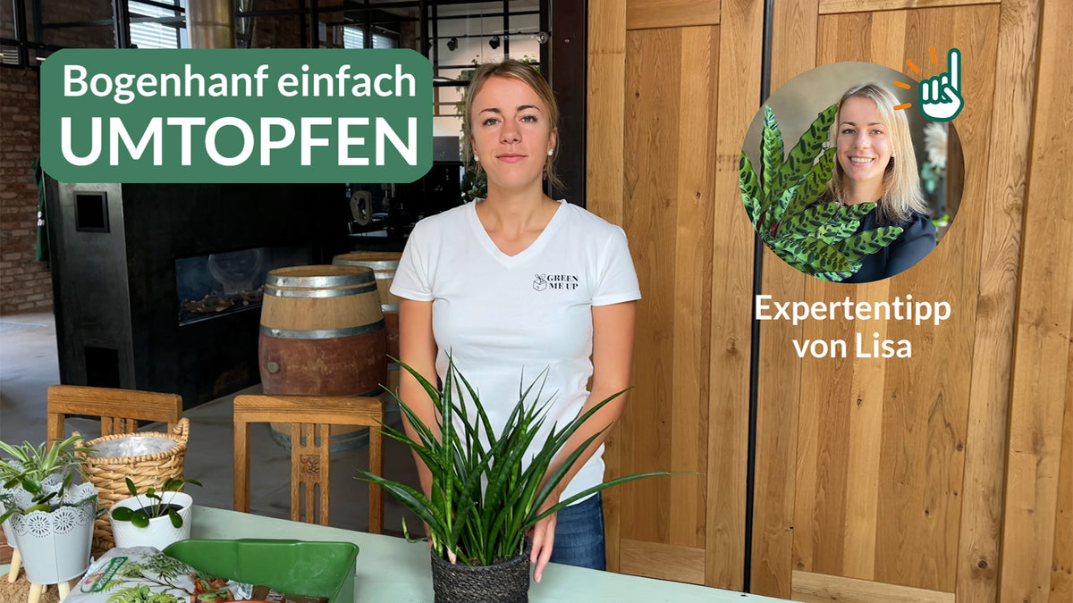 Video laden: Frau-Pflanze-Stuhl- Tisch-Übertopf- Blumemerde