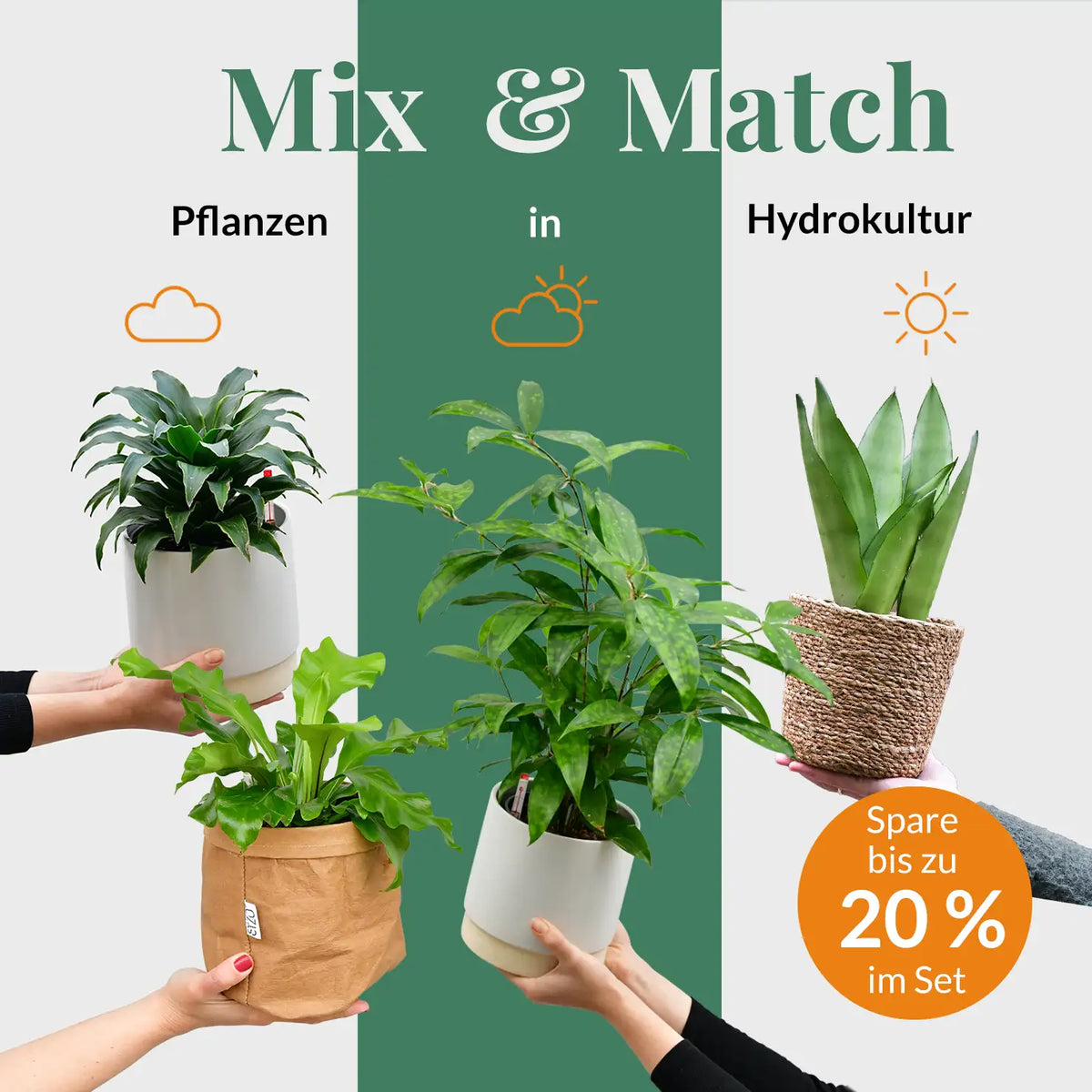 Mix & Match Hydrokultur Pflanzen