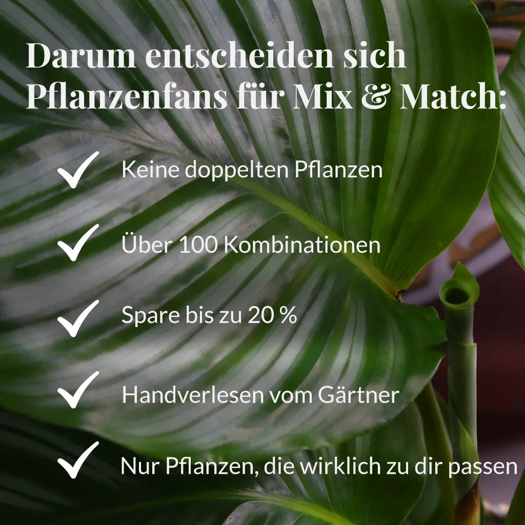 Mix & Match Katzenfreundliche Pflanzen