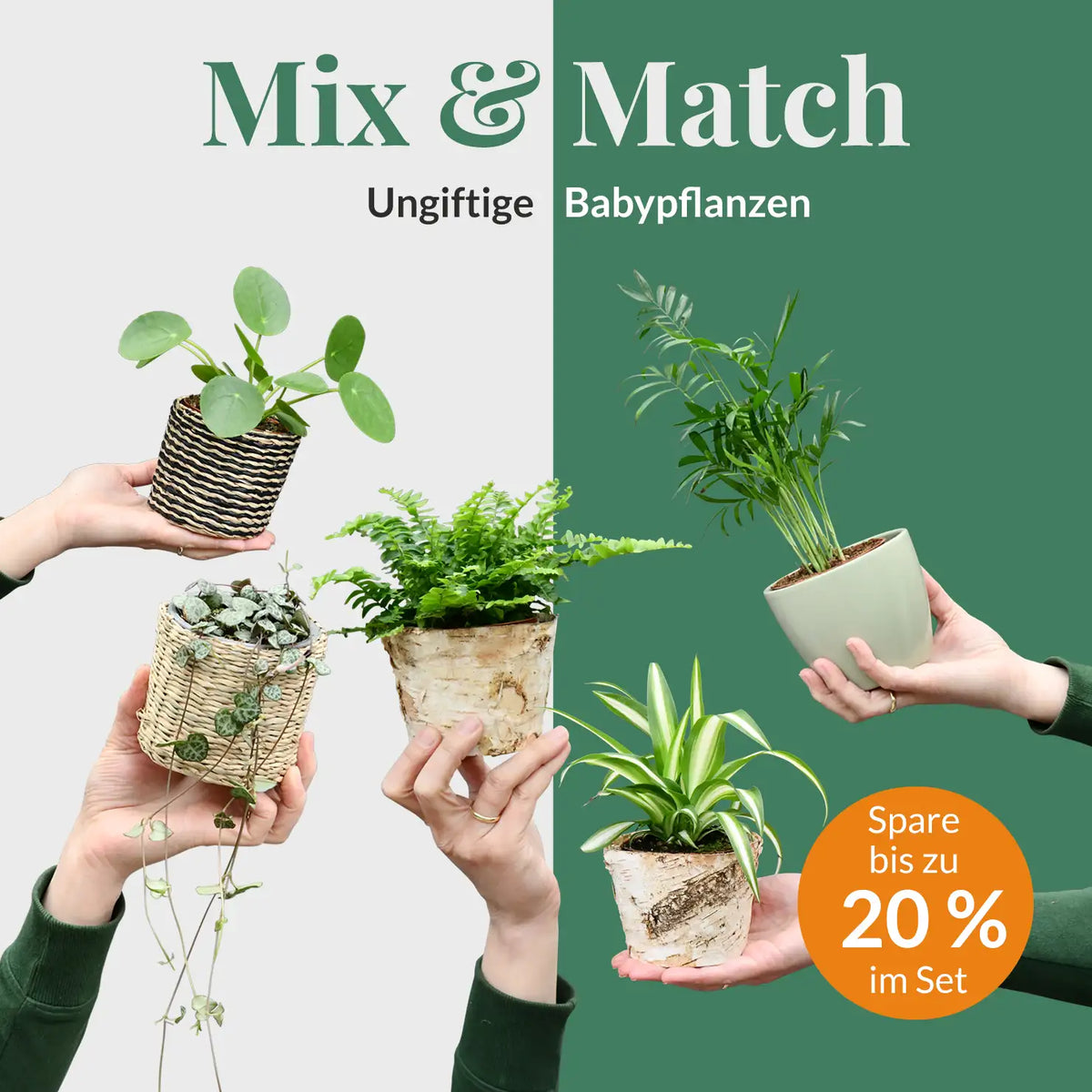 Mix & Match Tierfreundliche Babypflanzen