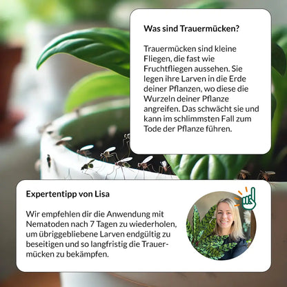 Starterset Trauermücken Adé: Nematoden und Gelbtafeln