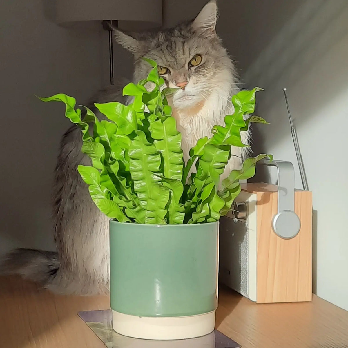 6er Box Tierfreunde für wenig Licht