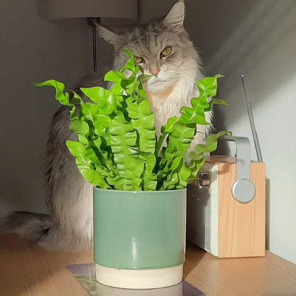 6er Box Tierfreunde für wenig Licht