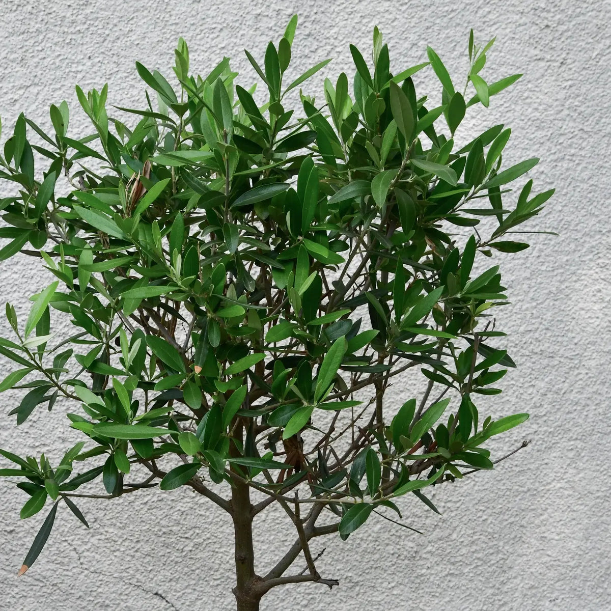 Olivenbaumkrone im Aussenbereich