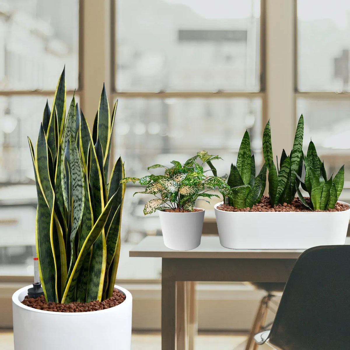 Palettenset InStyle: 16 Büropflanzen in Hydrokultur