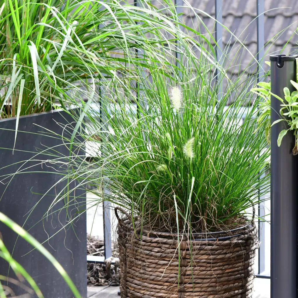 Pennisetum Hameln Gras auf dem Balkon