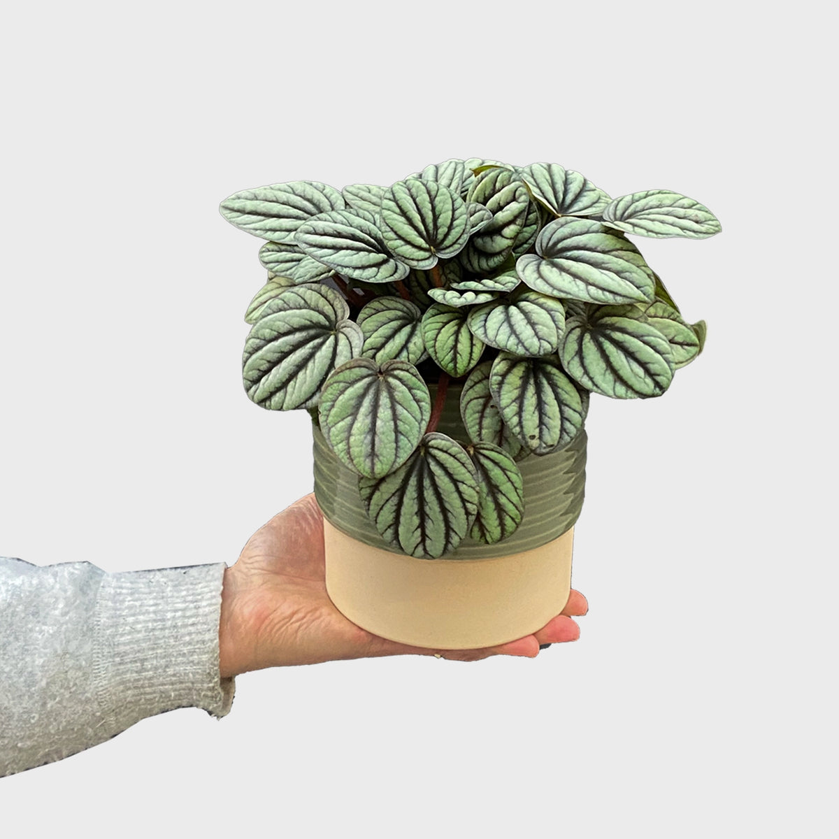 Peperomia Misitique