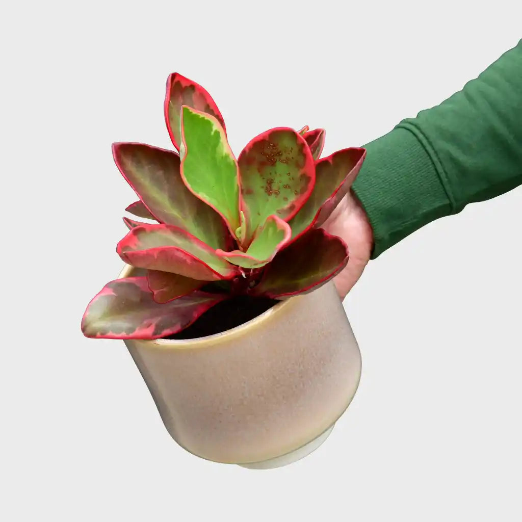 Mix & Match Übertopf Sale mit passender Pflanze