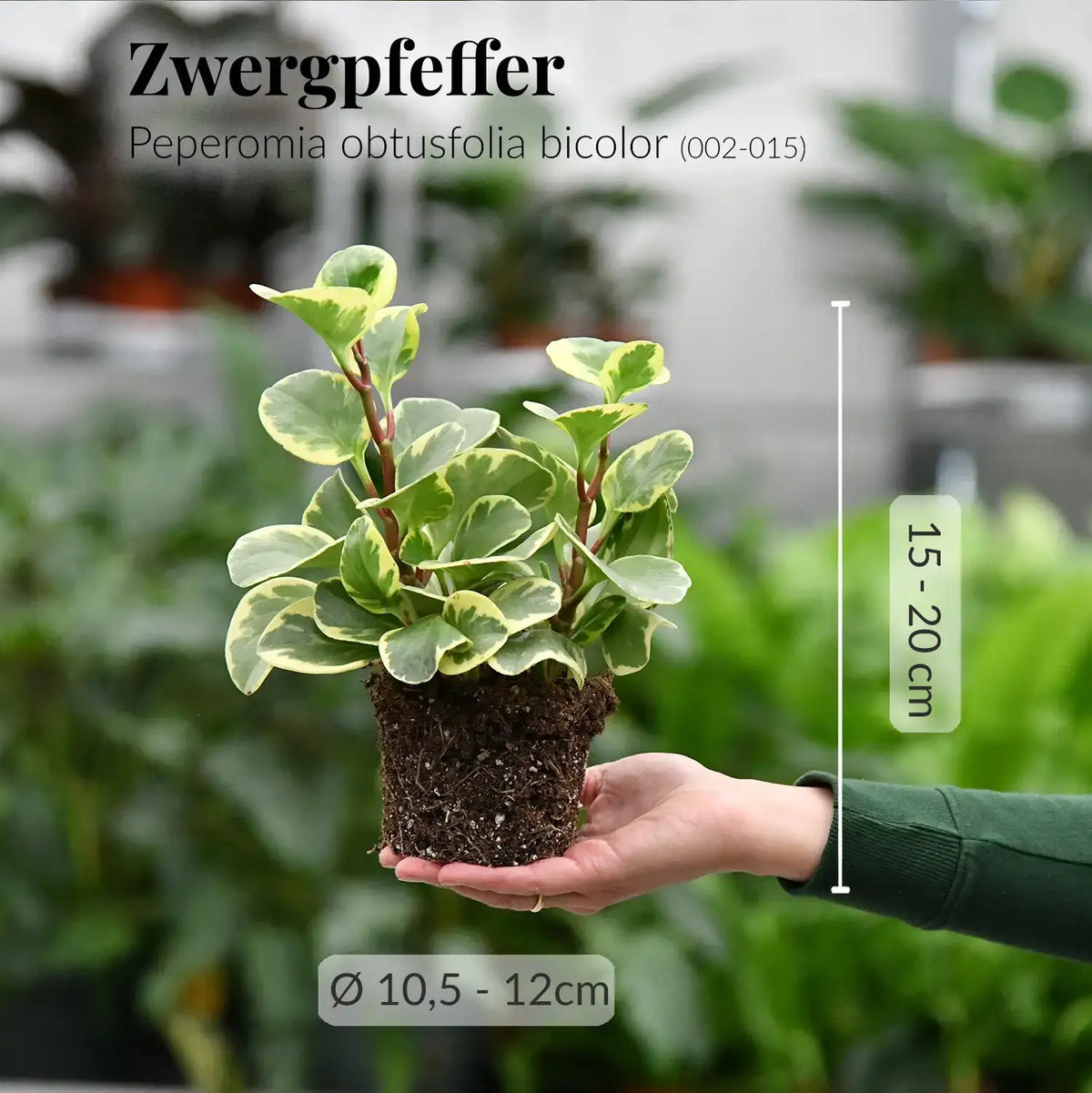 Mix & Match Einsteiger Zimmerpflanzen