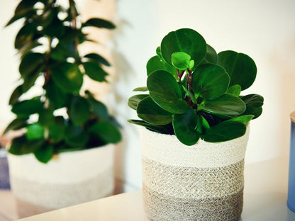 Peperomia obtusifolia