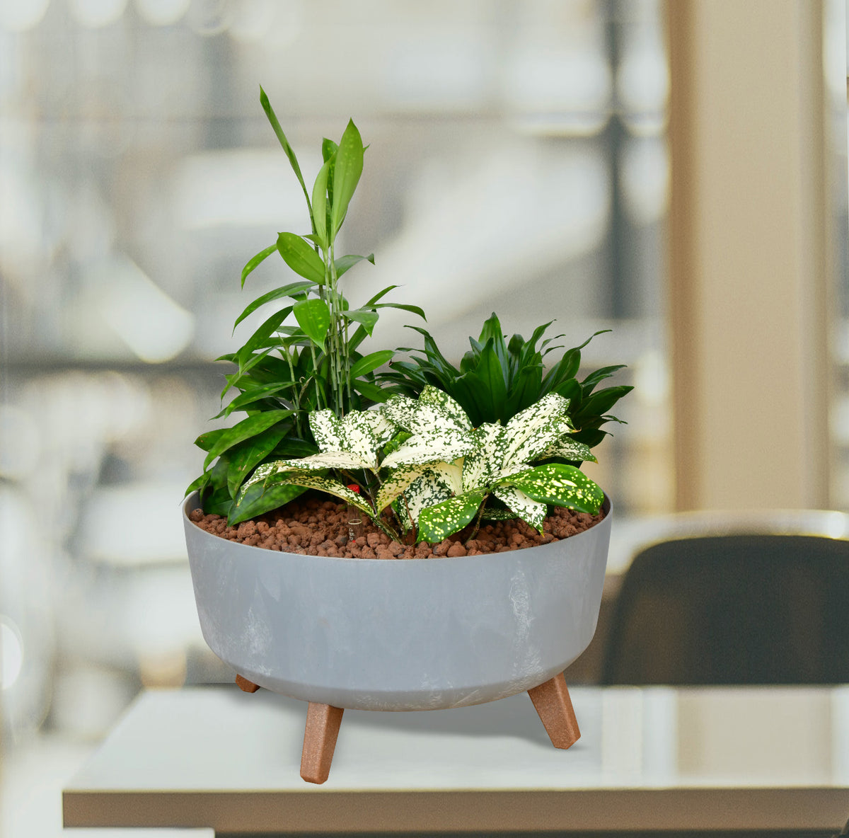 Dracaena Pflanzen in Hydrokultur zusammen in eine 40cmSchale in Betonoptik gepflanzt.