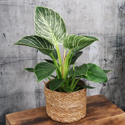 Seegraskorb Natur 14cm