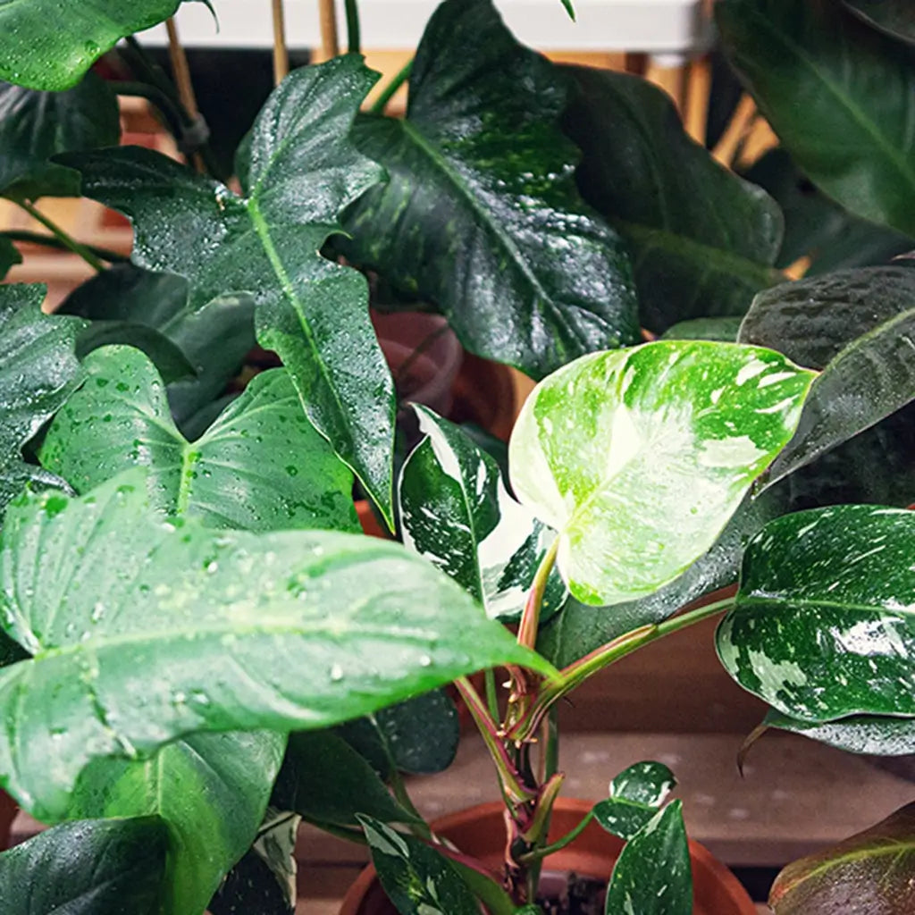 Schöne Philodendron Blätter