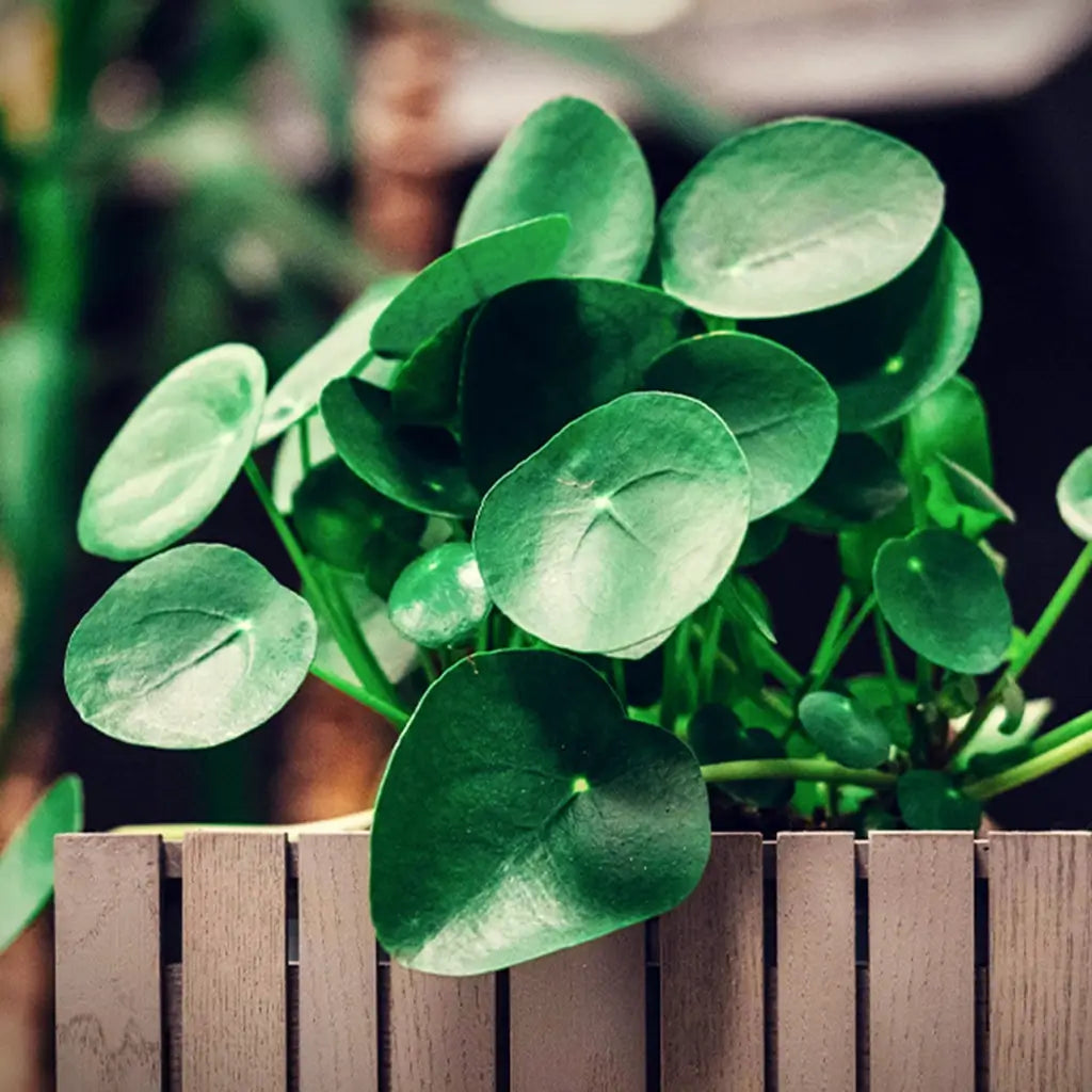 Pilea Zimmerpflanze in Holzübertopf