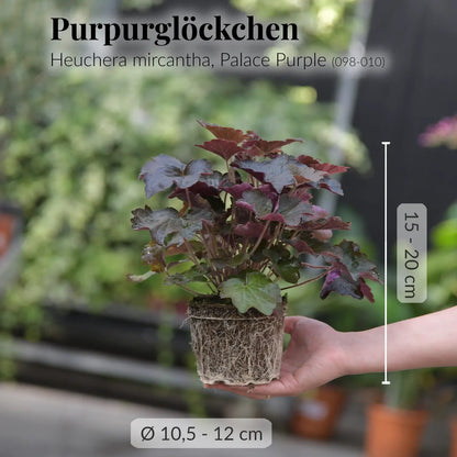 Mix & Match Winterharte und Ungiftige Balkonpflanzen