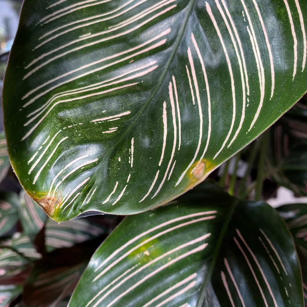 Calathea Befall Spinnmilbe rote Spinne