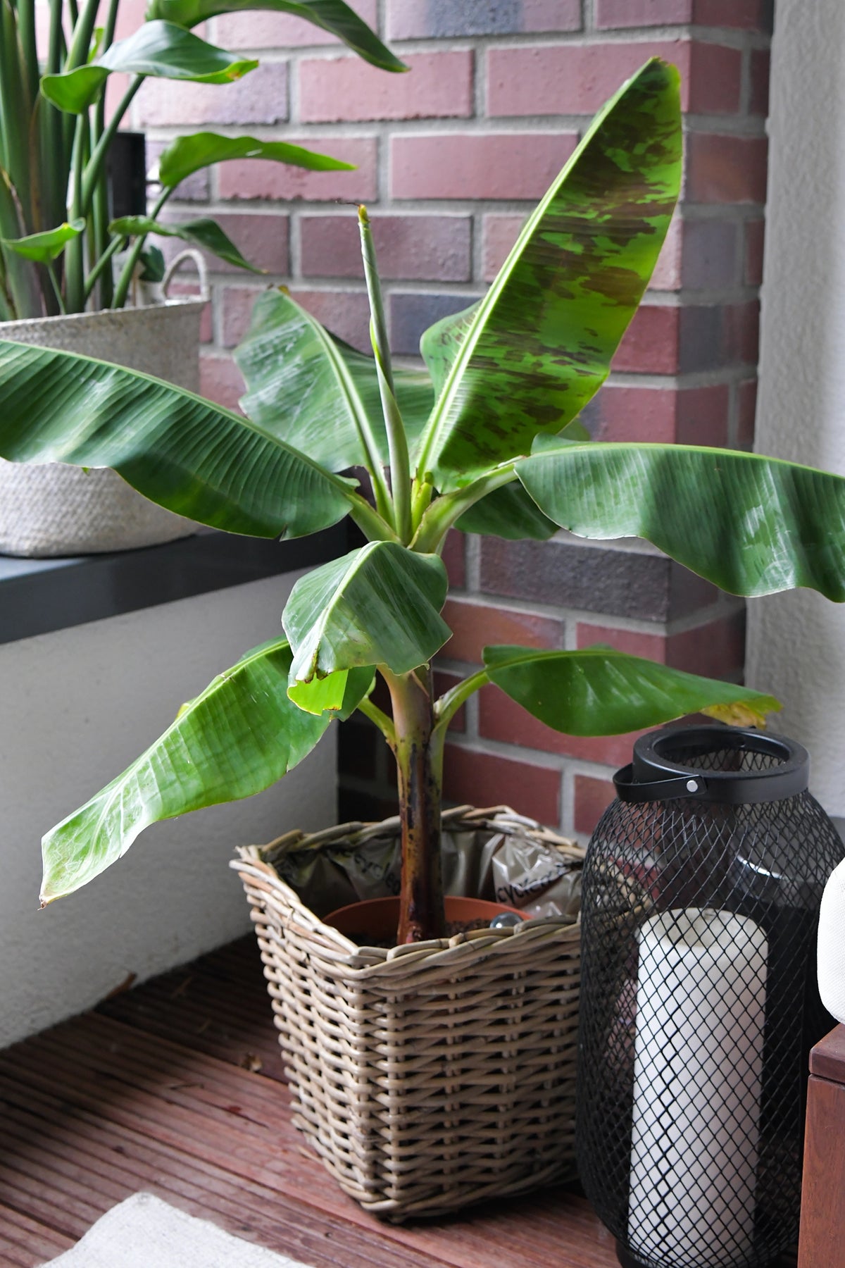 Große Bananenpflanze, 100-110cm