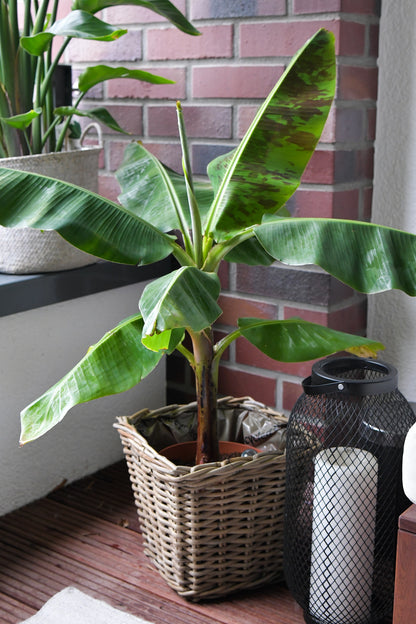 Große Bananenpflanze, 100-110cm