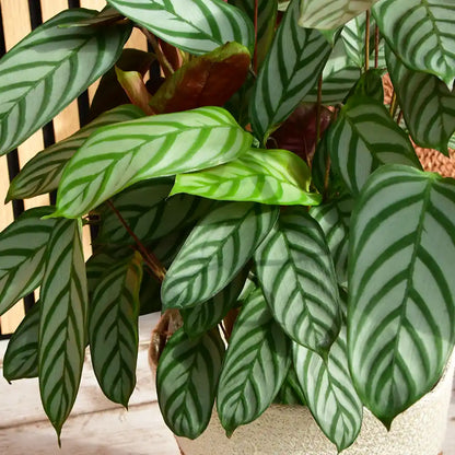 Calathea Compactstar
