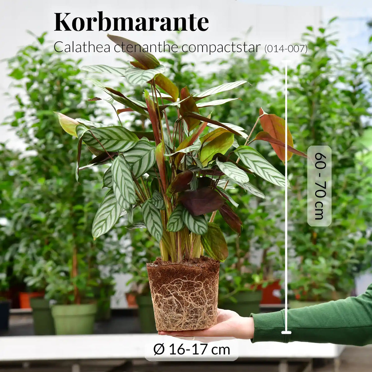 Mix & Match Katzenfreundliche Pflanzen