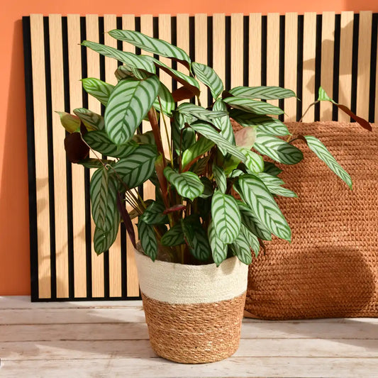 Calathea Compactstar