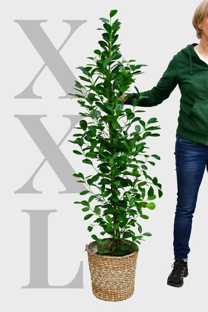 XXL Chinesische Feige Ficus Moclame, 160-170cm